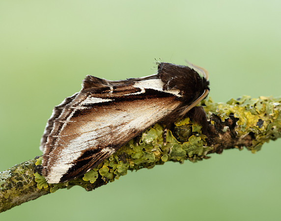 71.018 BF2006 Lesser Swallow Prominent Pheosia gnoma