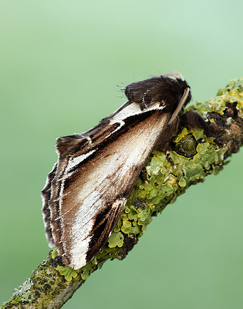 71.018 BF2006 Lesser Swallow Prominent Pheosia gnoma