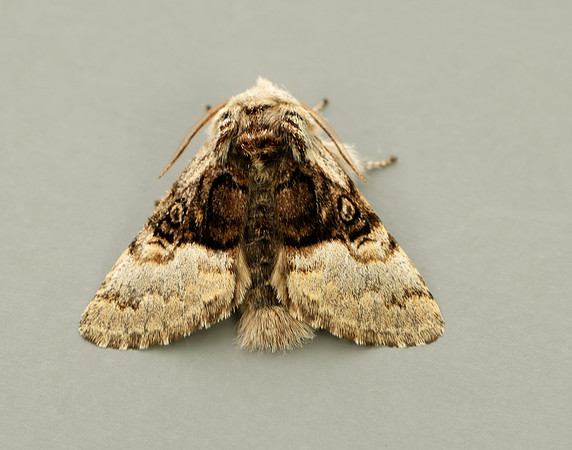 73.032 BF2425 Nut-tree Tussock Colocasia coryli