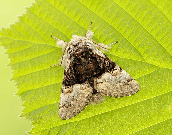 73.032 BF2425 Nut-tree Tussock Colocasia coryli