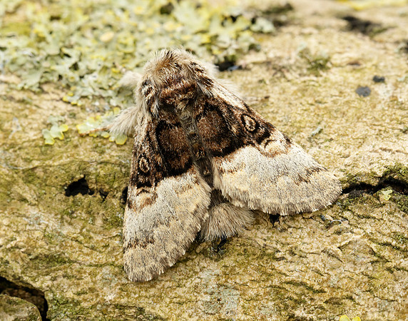 73.032 BF2425 Nut-tree Tussock Colocasia coryli
