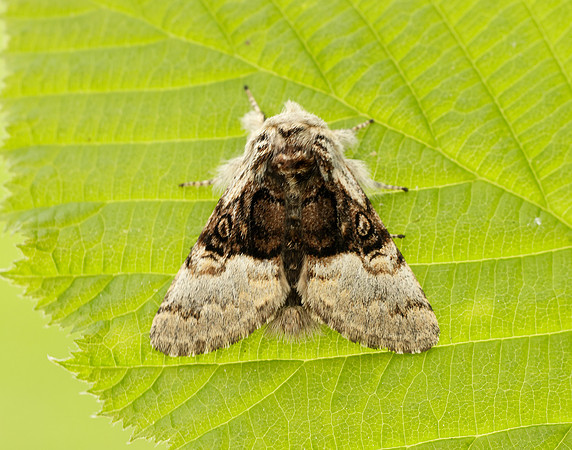 73.032 BF2425 Nut-tree Tussock Colocasia coryli