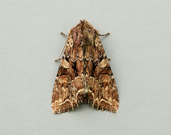 73.264 BF2158 Pale-shouldered Brocade Lacanobia thalassina