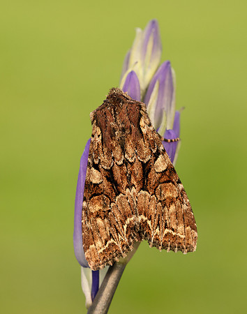 73.264 BF2158 Pale-shouldered Brocade Lacanobia thalassina