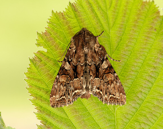 73.264 BF2158 Pale-shouldered Brocade Lacanobia thalassina