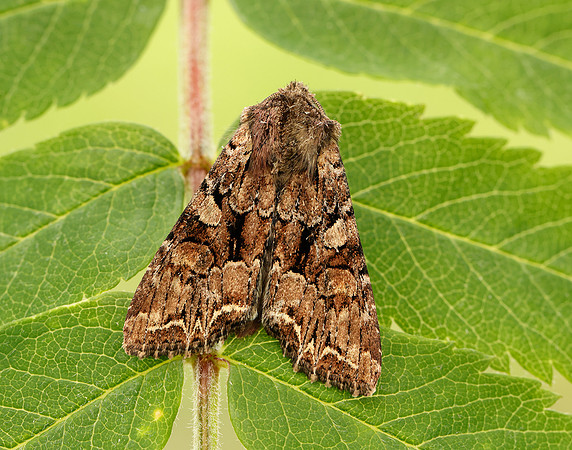 73.264 BF2158 Pale-shouldered Brocade Lacanobia thalassina