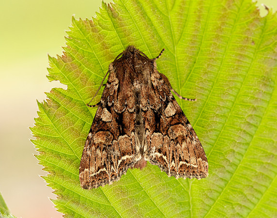 73.264 BF2158 Pale-shouldered Brocade Lacanobia thalassina