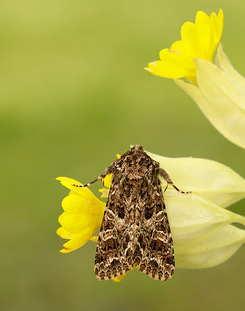 73.281 BF2173 Lychnis Hadena bicruris