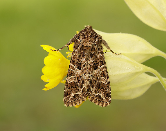73.281 BF2173 Lychnis Hadena bicruris