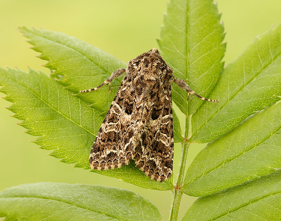 73.281 BF2173 Lychnis Hadena bicruris