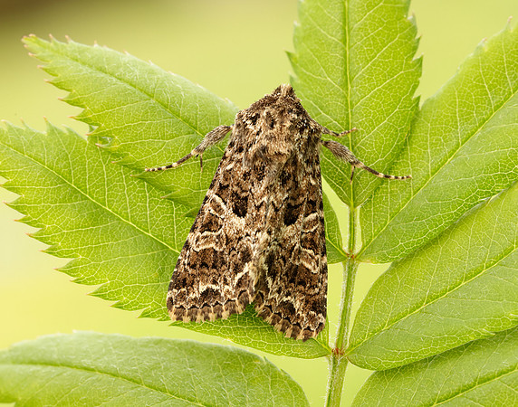 73.281 BF2173 Lychnis Hadena bicruris
