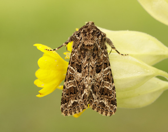 73.281 BF2173 Lychnis Hadena bicruris