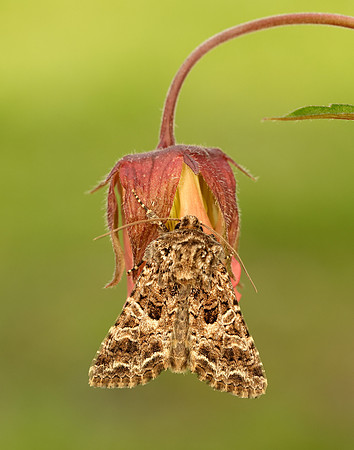 73.281 BF2173 Lychnis Hadena bicruris