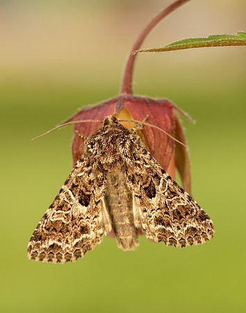 73.281 BF2173 Lychnis Hadena bicruris