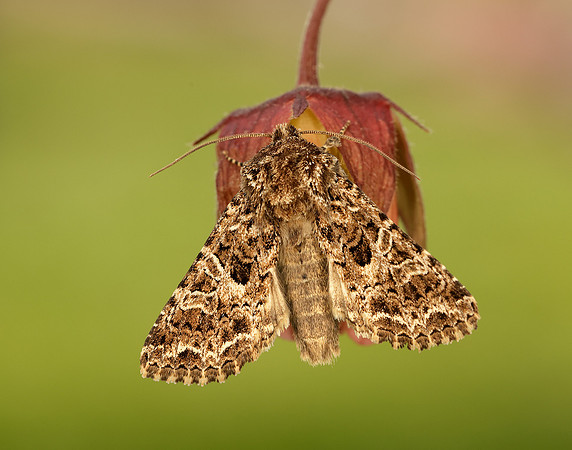 73.281 BF2173 Lychnis Hadena bicruris