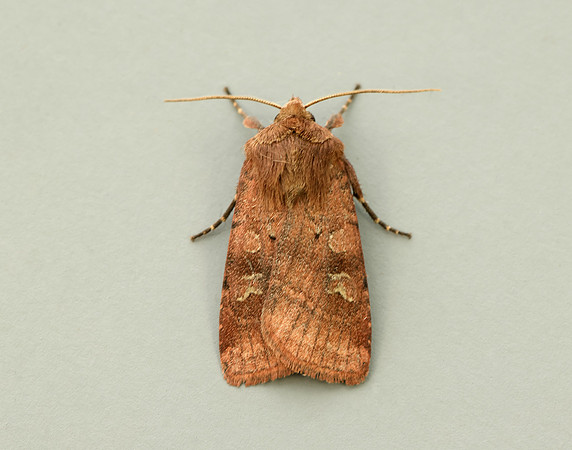 73.334 BF2123 Small Square-spot Diarsia rubi