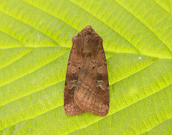 73.334 BF2123 Small Square-spot Diarsia rubi