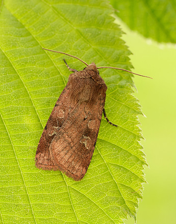 73.334 BF2123 Small Square-spot Diarsia rubi
