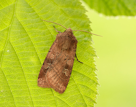 73.334 BF2123 Small Square-spot Diarsia rubi