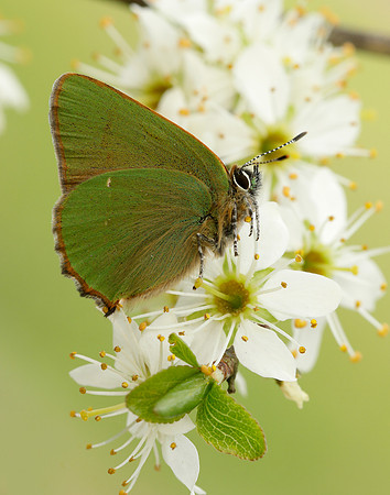 Green Hairstreak Callophrys rubi