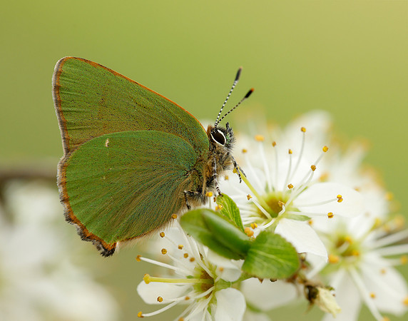 Green Hairstreak Callophrys rubi