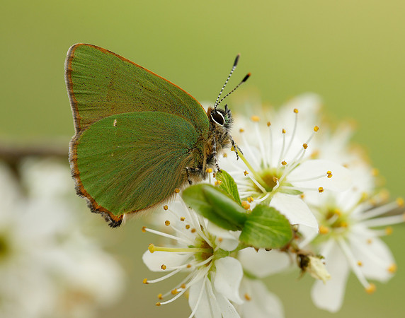 Green Hairstreak Callophrys rubi