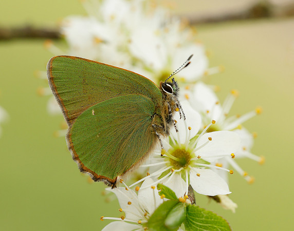 Green Hairstreak Callophrys rubi