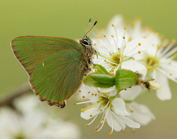 Green Hairstreak Callophrys rubi