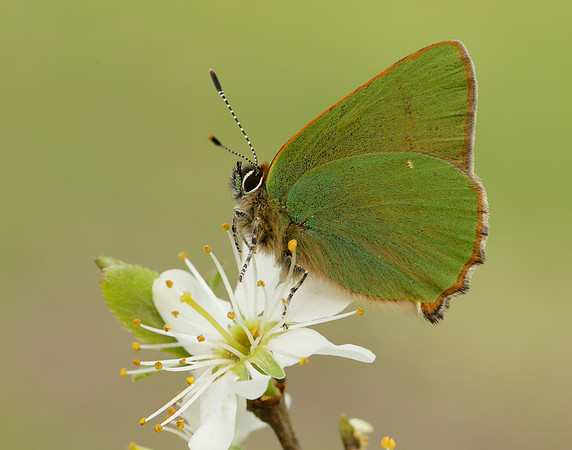 Green Hairstreak Callophrys rubi