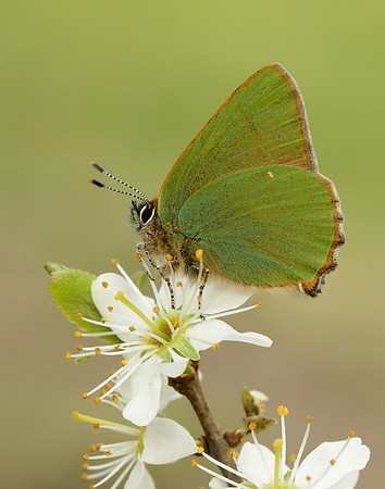 Green Hairstreak Callophrys rubi