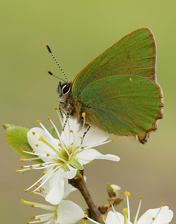 Green Hairstreak Callophrys rubi