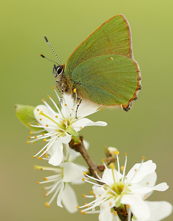 Green Hairstreak Callophrys rubi