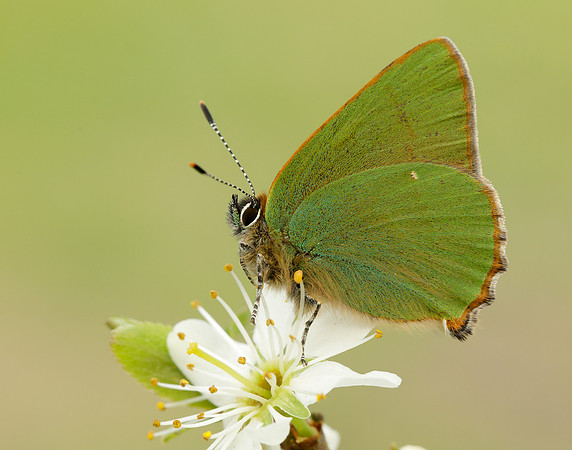 Green Hairstreak Callophrys rubi