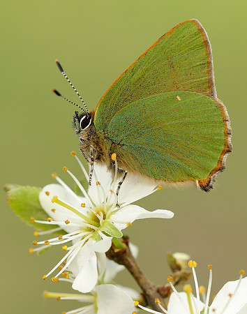 Green Hairstreak Callophrys rubi