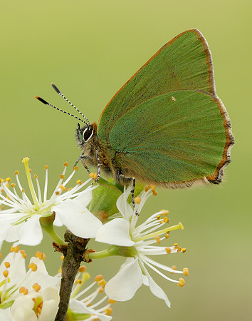 Green Hairstreak Callophrys rubi