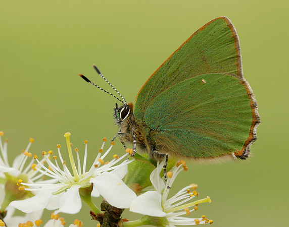 Green Hairstreak Callophrys rubi