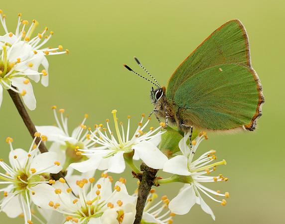 Green Hairstreak Callophrys rubi