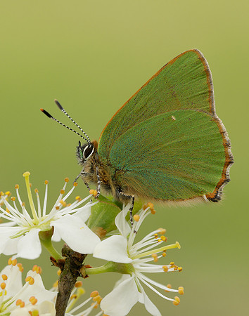 Green Hairstreak Callophrys rubi