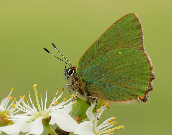 Green Hairstreak Callophrys rubi