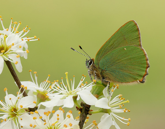 Green Hairstreak Callophrys rubi