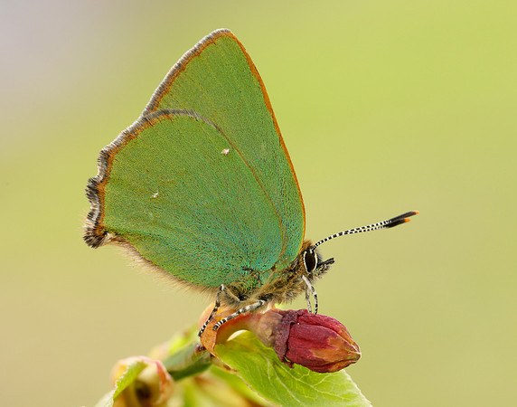 Green Hairstreak Callophrys rubi