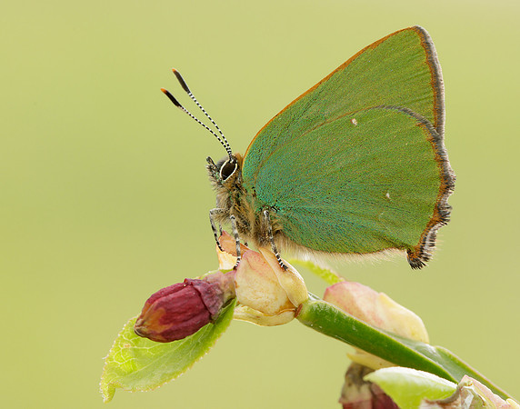 Green Hairstreak Callophrys rubi