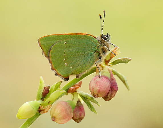 Green Hairstreak Callophrys rubi