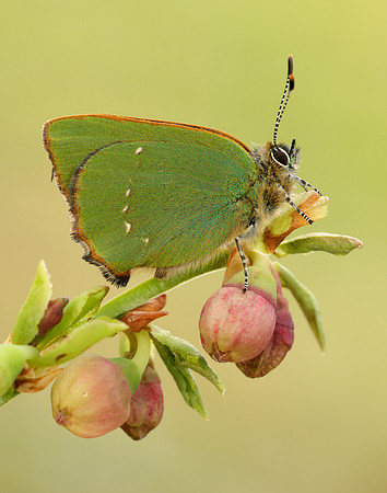 Green Hairstreak Callophrys rubi