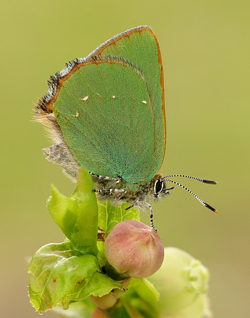 Green Hairstreak Callophrys rubi