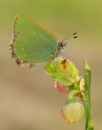 Green Hairstreak Callophrys rubi