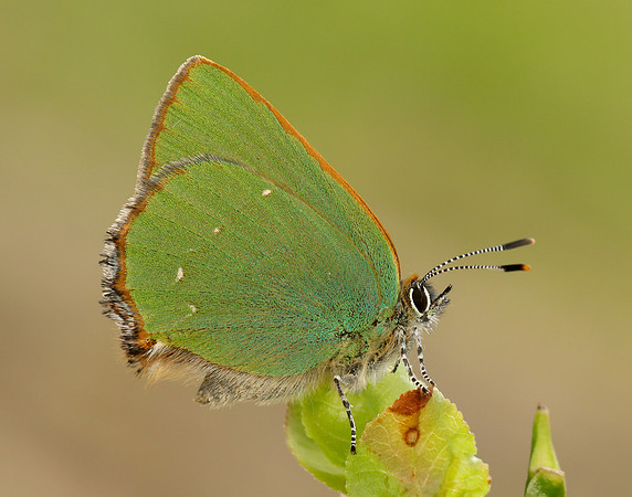 Green Hairstreak Callophrys rubi