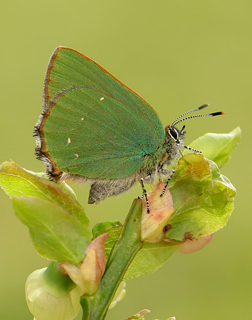 Green Hairstreak Callophrys rubi