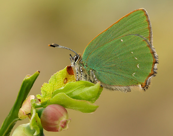 Green Hairstreak Callophrys rubi