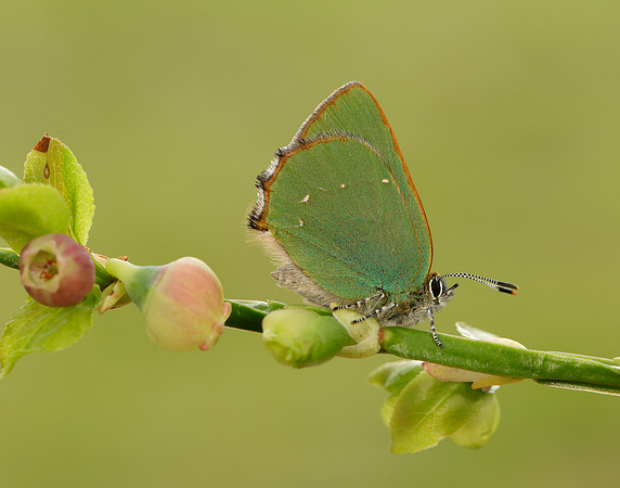 Green Hairstreak Callophrys rubi